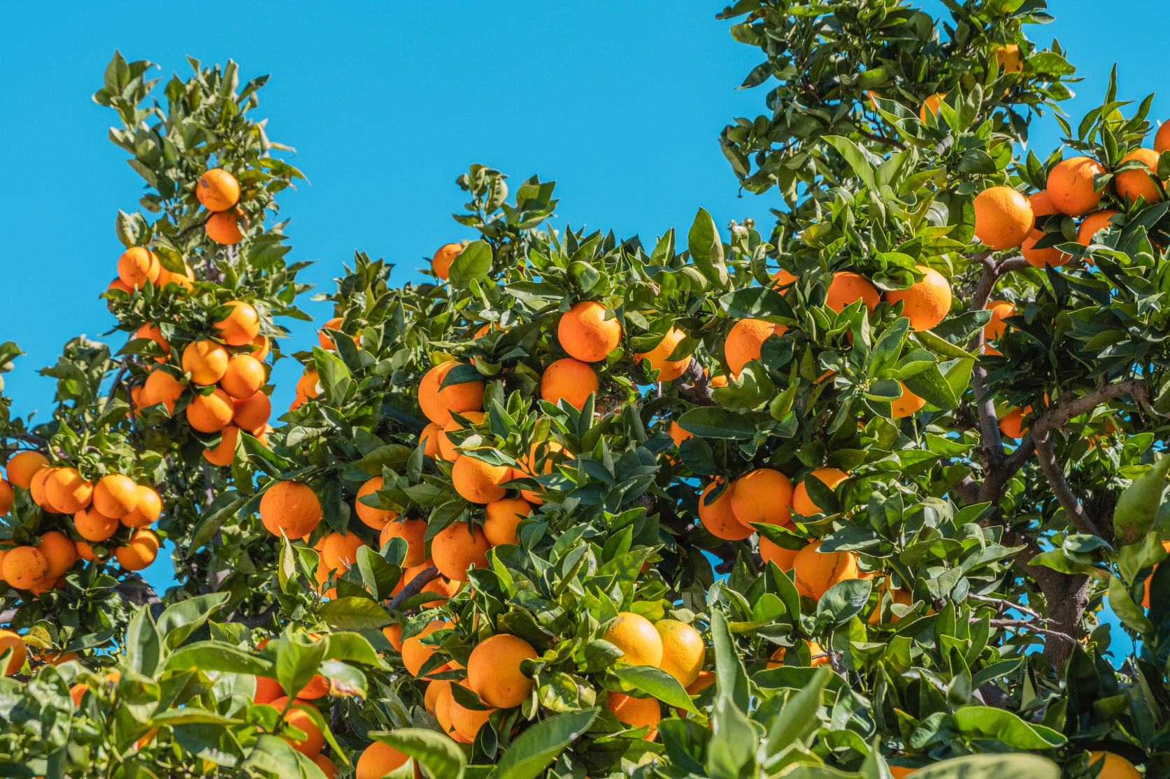 The Most Popular Citrus Perfumes