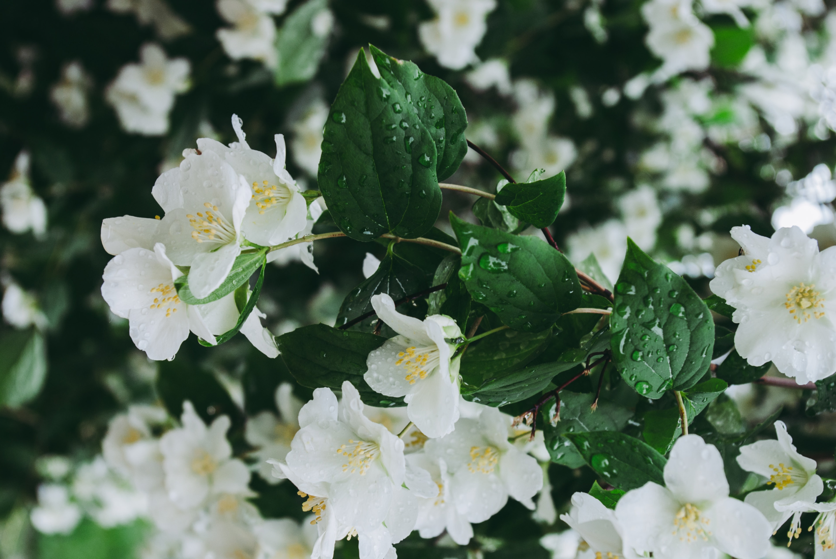 The Most Popular Jasmine Perfumes