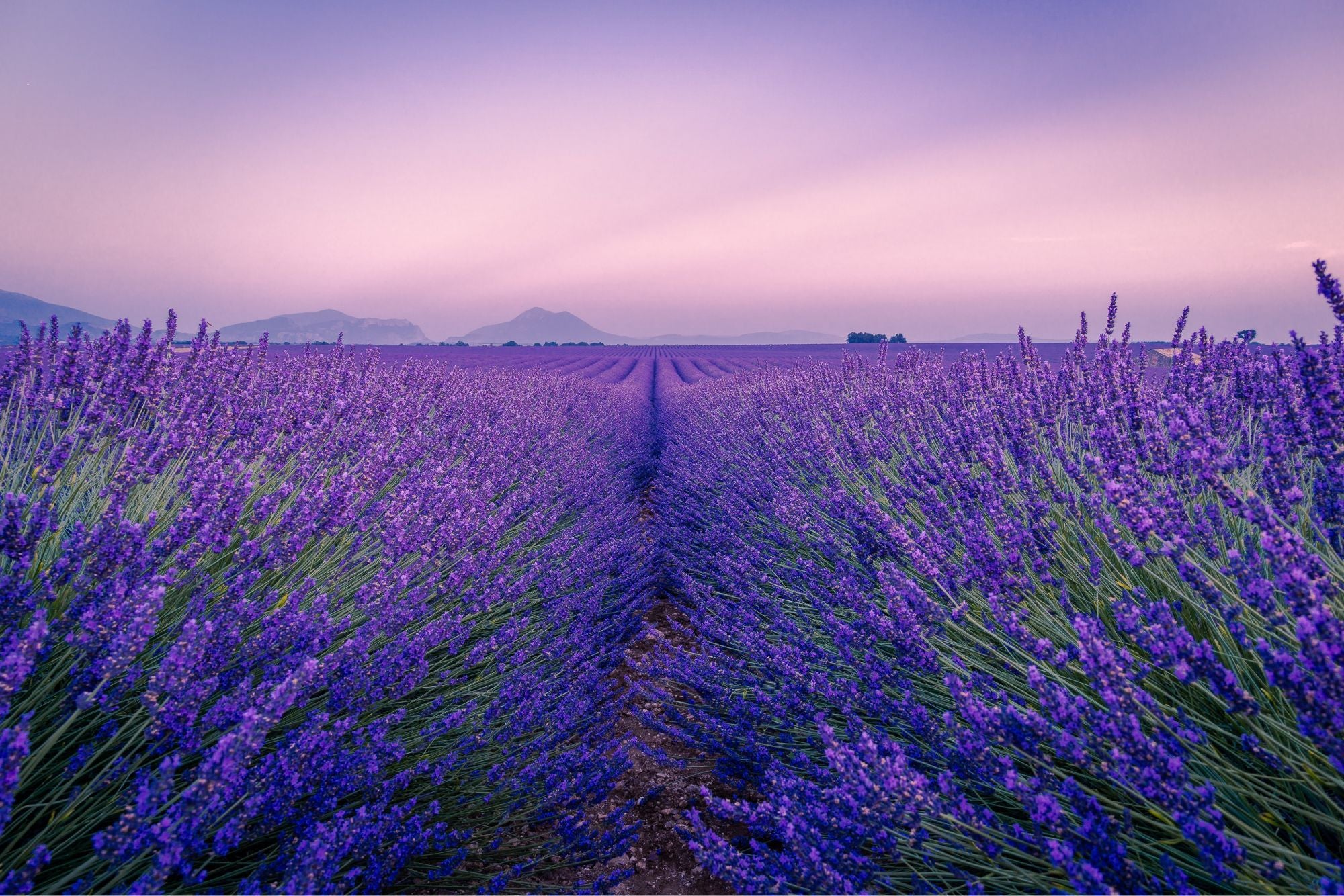 Lavender Perfumes & Why They’re So Popular