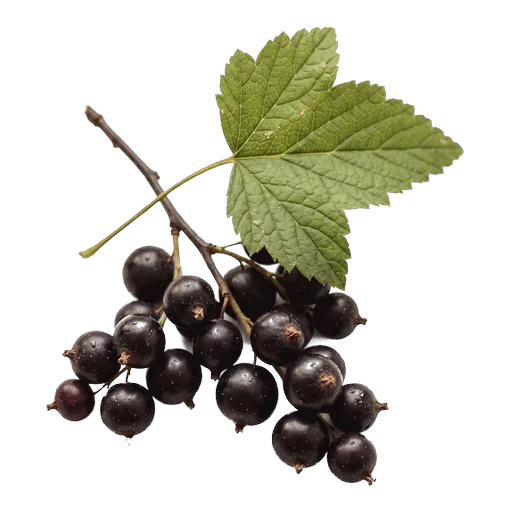 Blackcurrant