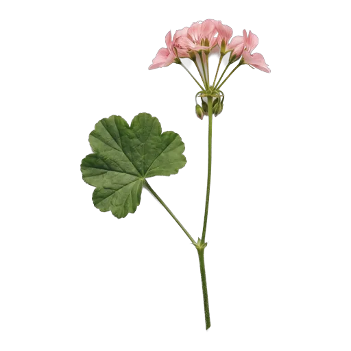 Geranium