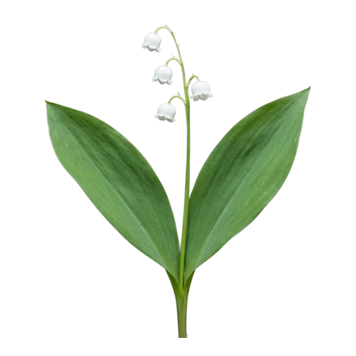 Lily of the Valley