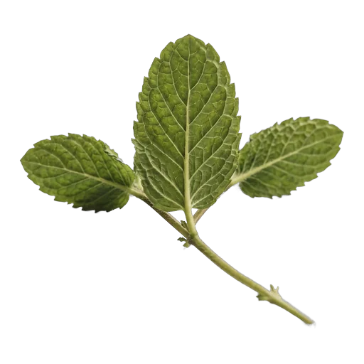 Mint