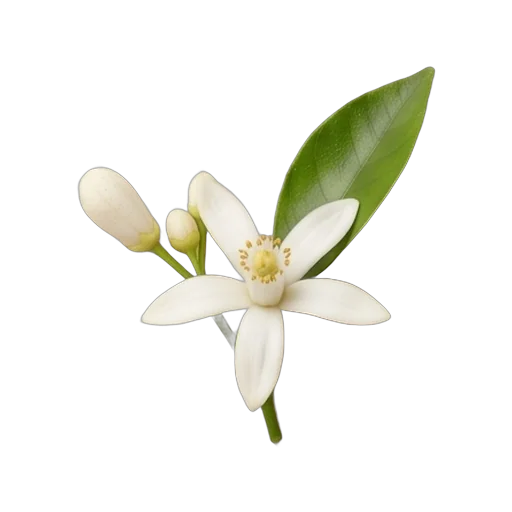 Neroli