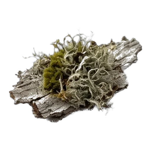 Oakmoss