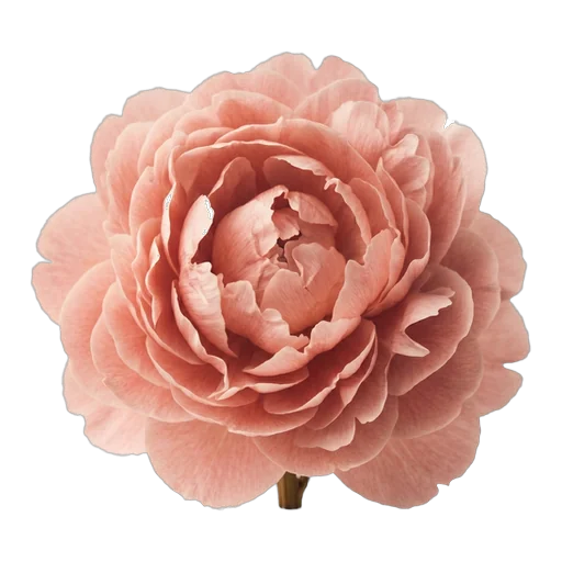 Peony