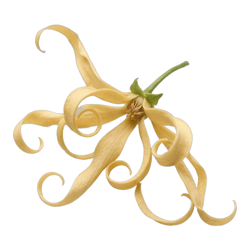 Ylang-Ylang