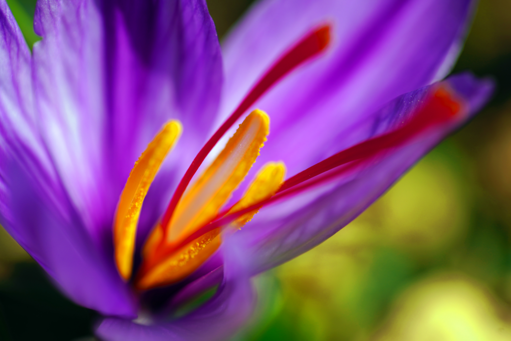 Saffron Perfumes: What Do They Smell Like And Who Do They Suit?